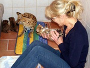 котята сервала и каракала с молодой саванной